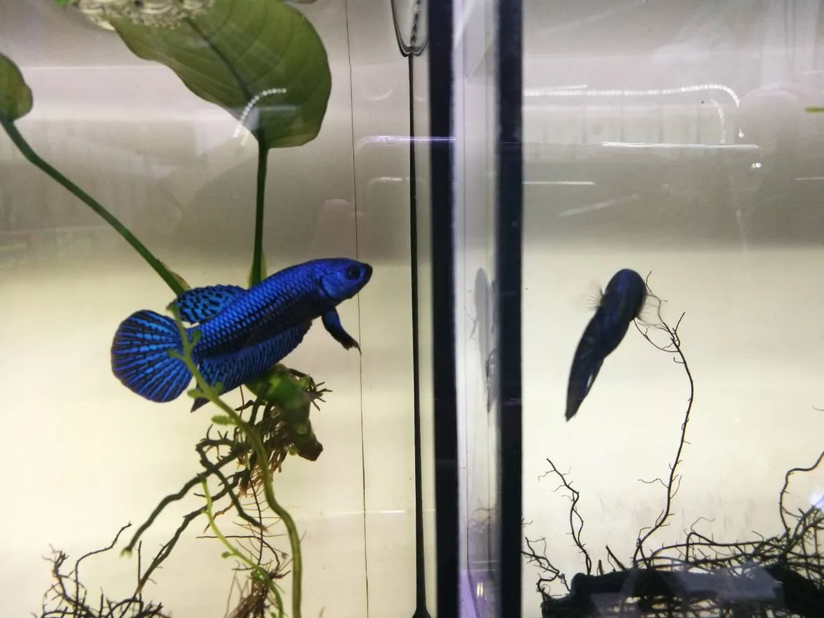 1 Pair Live Betta Fish Splendens Alien Blue Premium Grade Male Female Wild media 3
