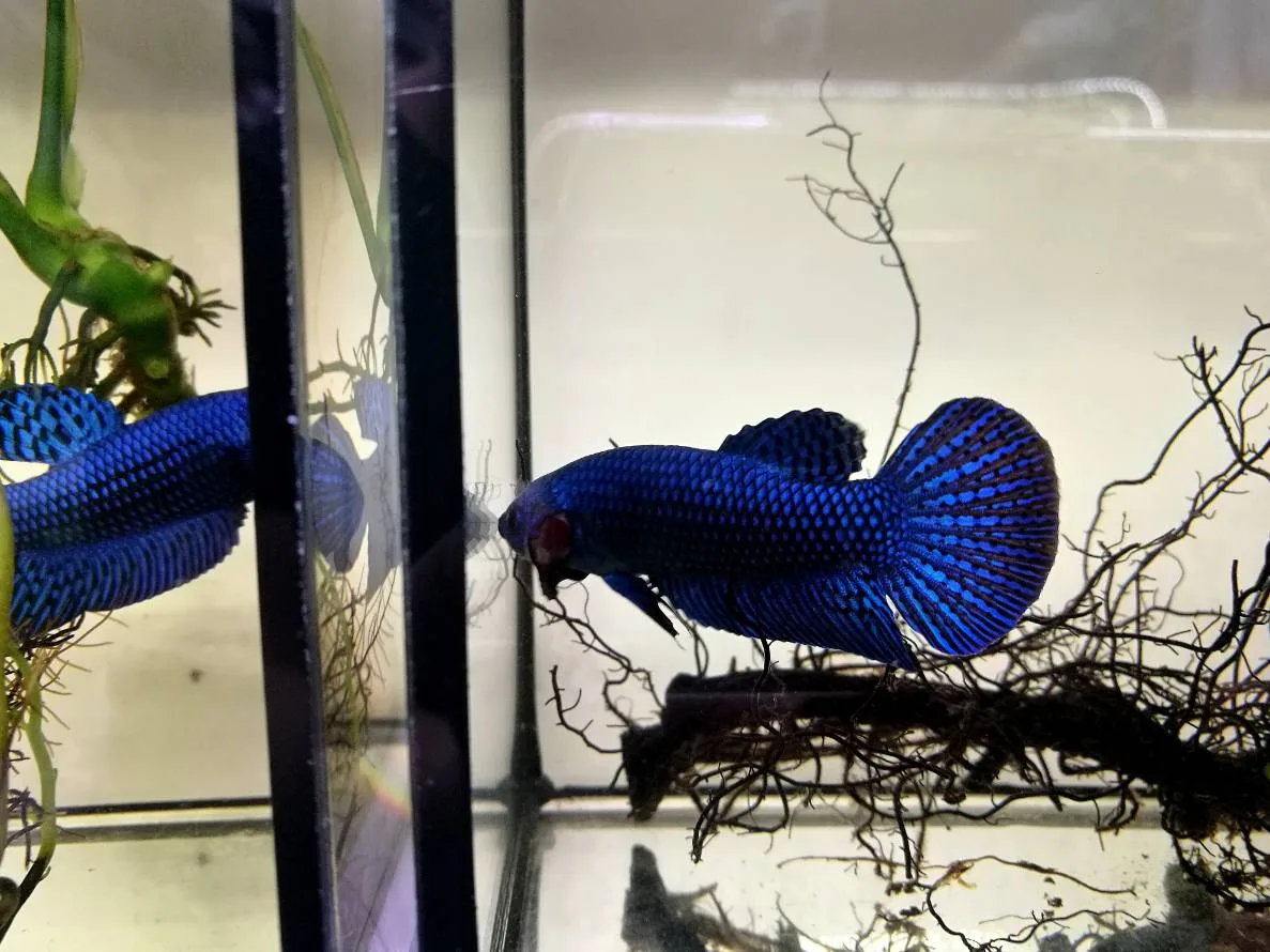 1 Pair Live Betta Fish Splendens Alien Blue Premium Grade Male Female Wild media 7