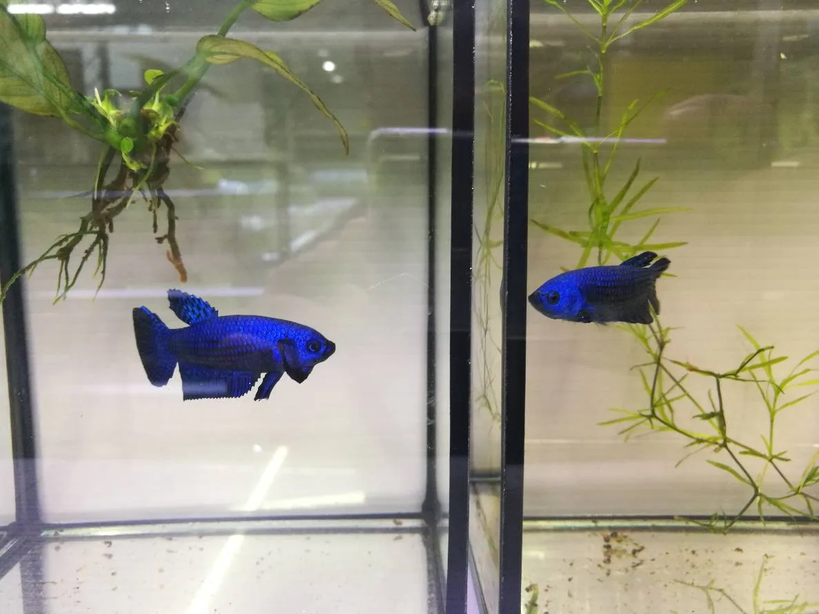 1 Pair Live Betta Fish Splendens Alien Blue Premium Grade Male Female Wild media 4