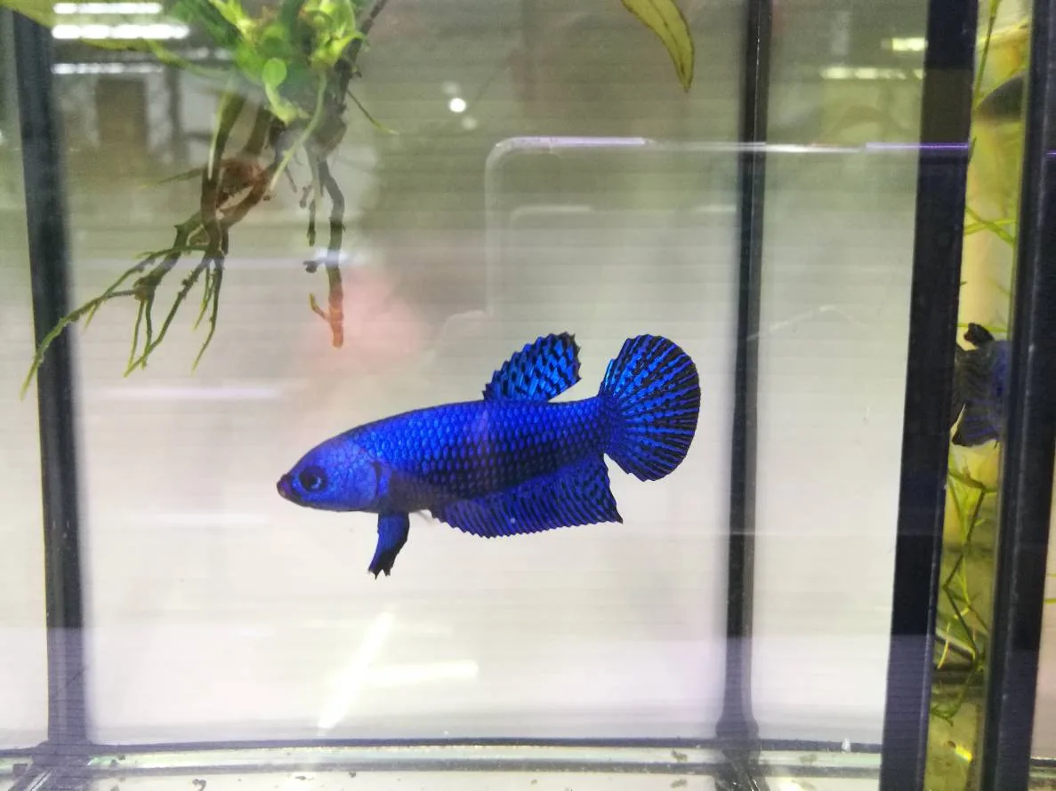 1 Pair Live Betta Fish Splendens Alien Blue Premium Grade Male Female Wild media 6