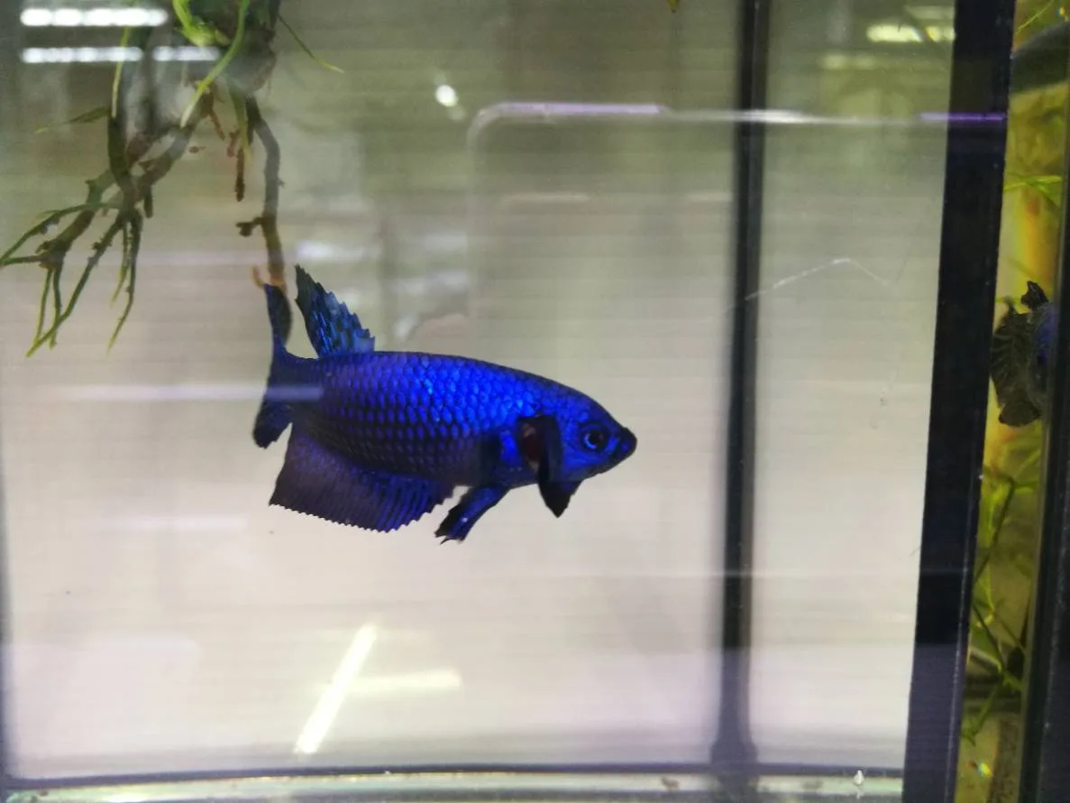 1 Pair Live Betta Fish Splendens Alien Blue Premium Grade Male Female Wild media 5