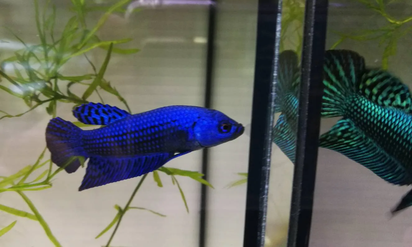 1 Pair Live Betta Fish Splendens Alien Blue Premium Grade Male Female Wild media 9