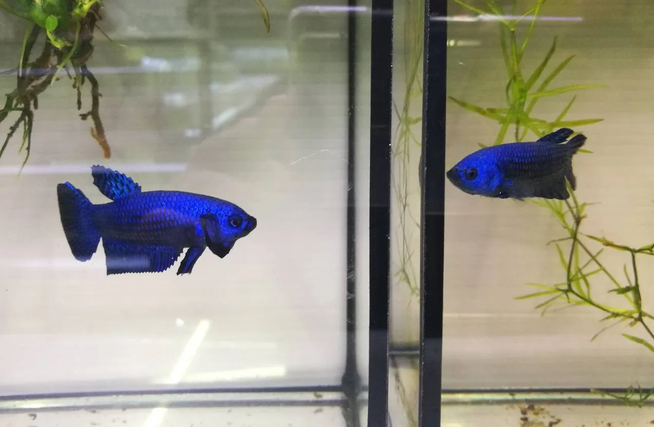 1 Pair Live Betta Fish Splendens Alien Blue Premium Grade Male Female Wild media 11