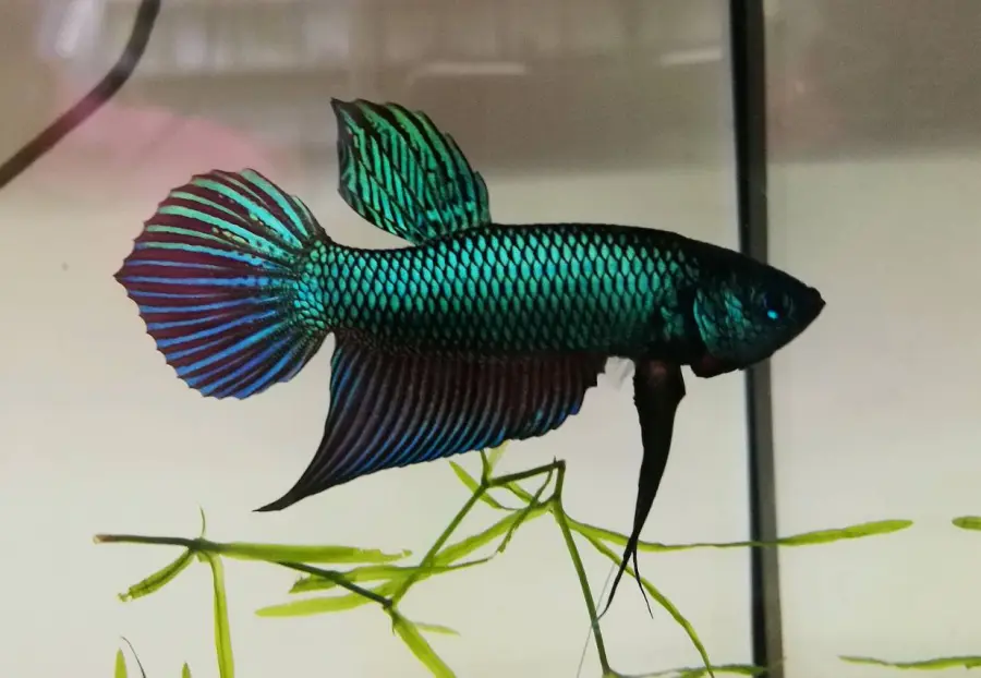 1 Pair Live Betta Fish Emerald Green Betta Smaragd Fighting Fish Premium Grade Male Female Wild
