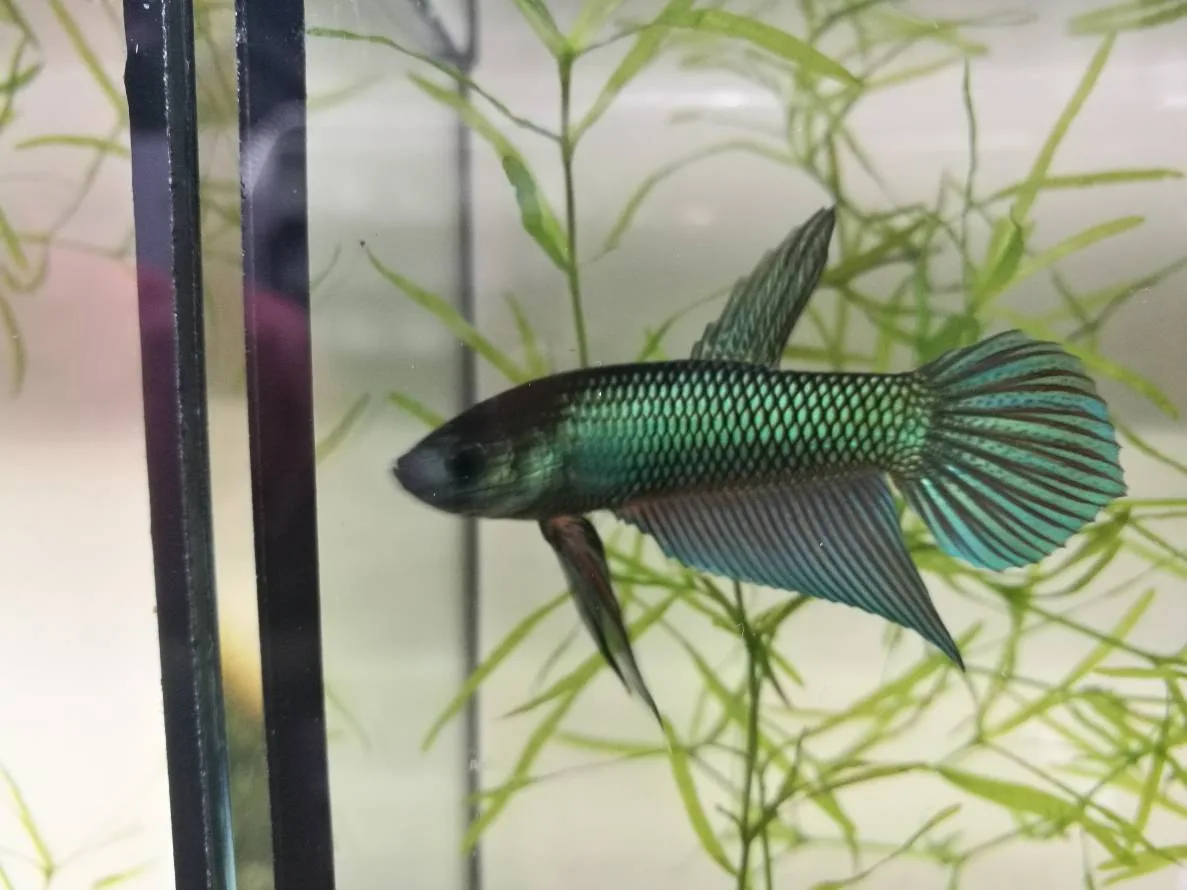 1 Pair Live Betta Fish Emerald Green Betta Smaragd Fighting Fish Premium Grade Male Female Wild media 3