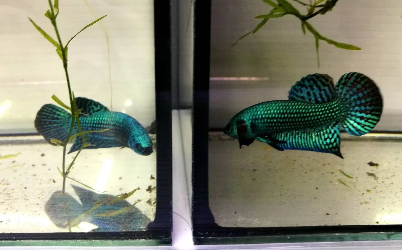 1 Pair Live Betta Fish Emerald Green Betta Smaragd Fighting Fish Premium Grade Male Female Wild media 4