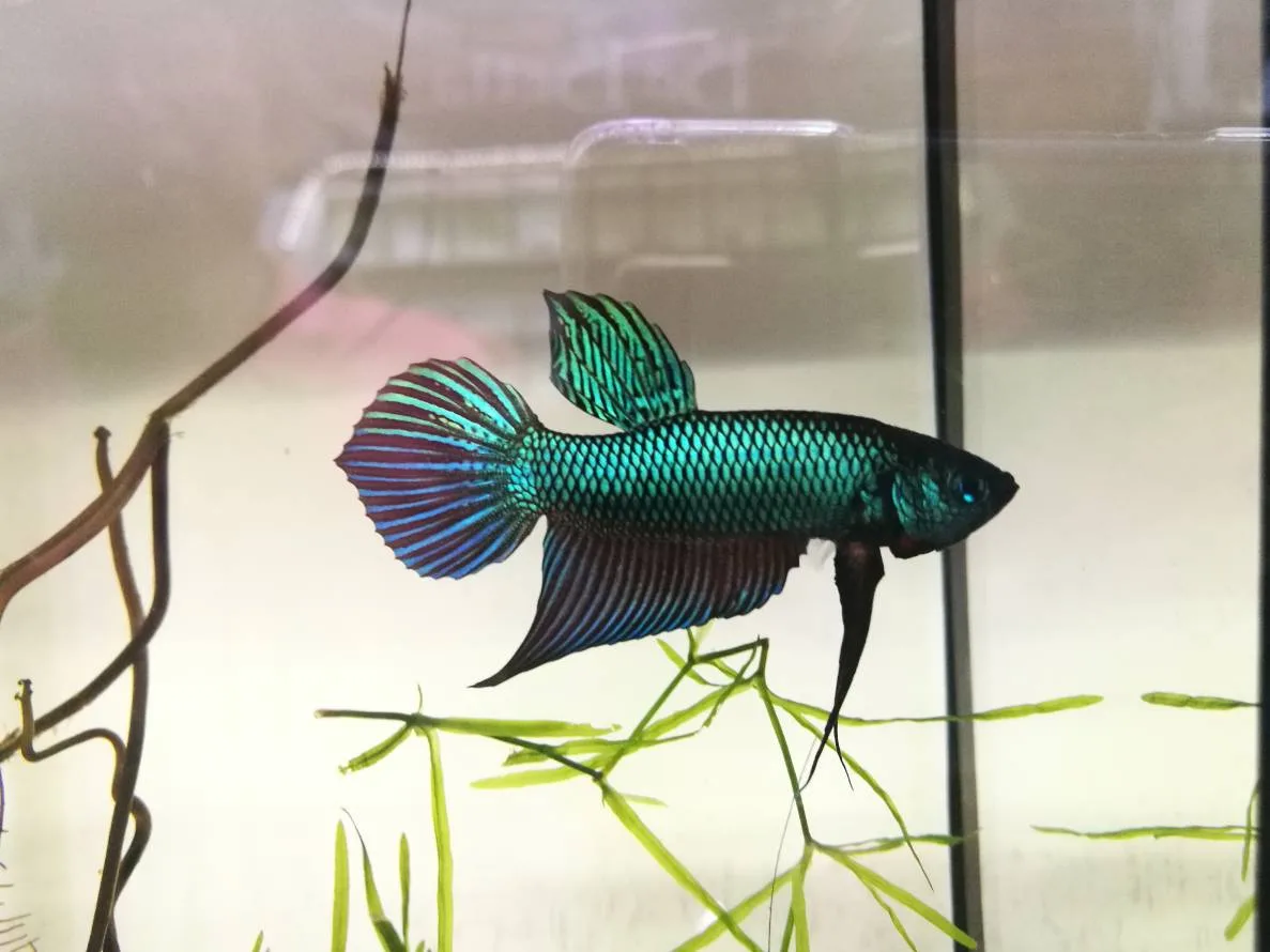1 Pair Live Betta Fish Emerald Green Betta Smaragd Fighting Fish Premium Grade Male Female Wild media 2