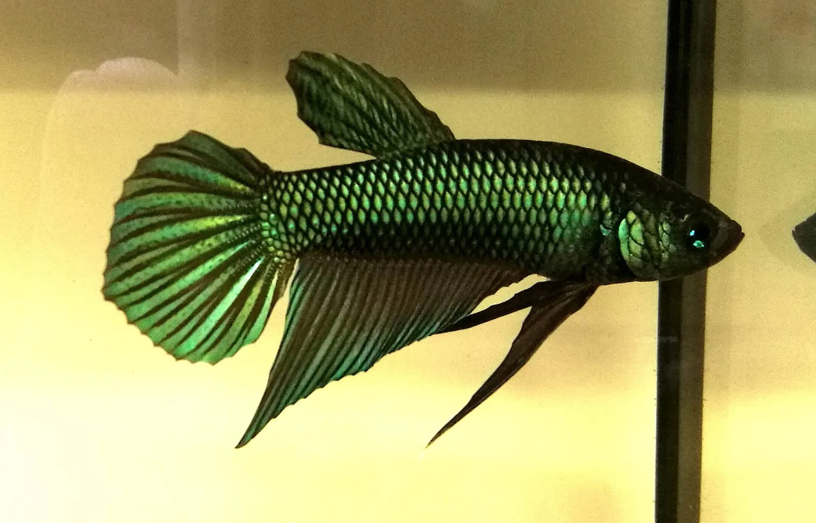 1 Pair Live Betta Fish Emerald Green Betta Smaragd Fighting Fish Premium Grade Male Female Wild media 7