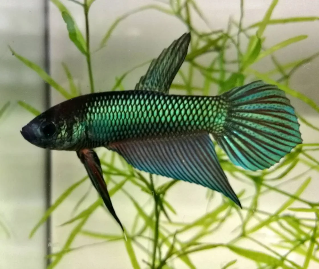1 Pair Live Betta Fish Emerald Green Betta Smaragd Fighting Fish Premium Grade Male Female Wild media 5