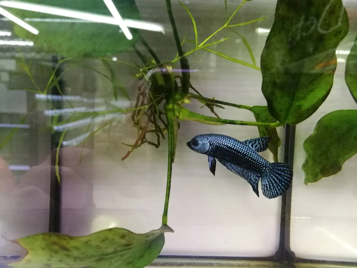 1 Pair Live Betta Fish Grey Alien Betta Steel Blue Alien Betta Premium Grade Male Female Wild media 2