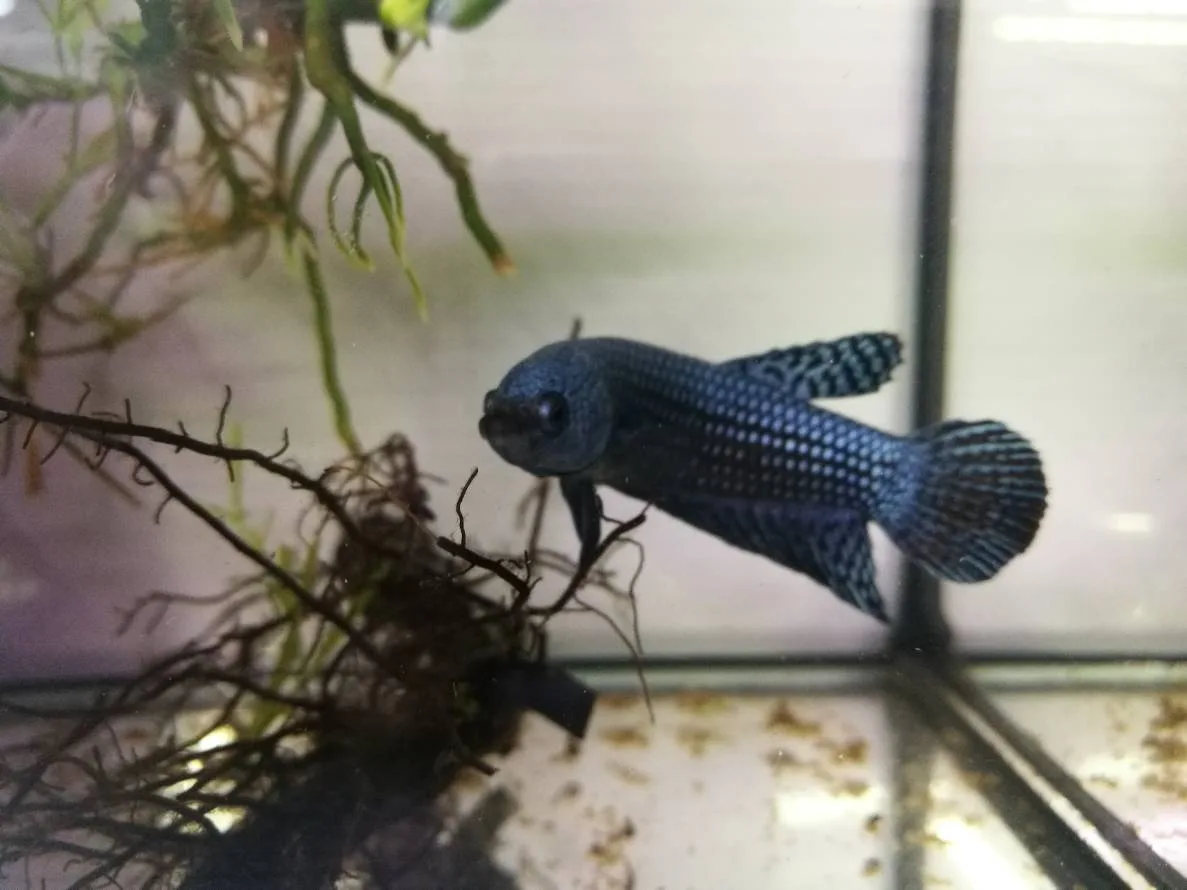 1 Pair Live Betta Fish Grey Alien Betta Steel Blue Alien Betta Premium Grade Male Female Wild media 3