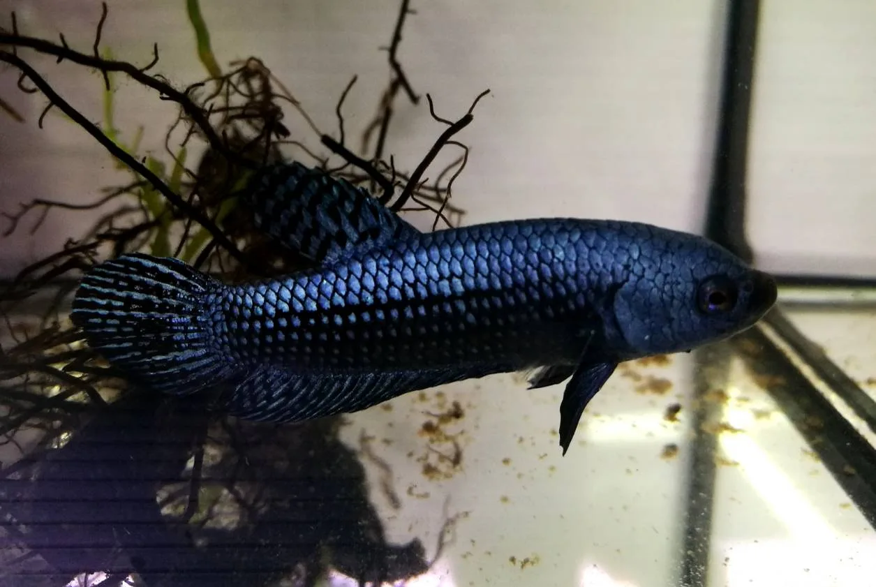 1 Pair Live Betta Fish Grey Alien Betta Steel Blue Alien Betta Premium Grade Male Female Wild media 4