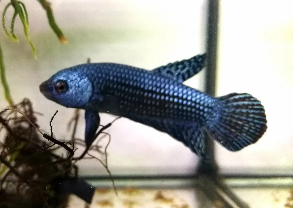 1 Pair Live Betta Fish Grey Alien Betta Steel Blue Alien Betta Premium Grade Male Female Wild media 5