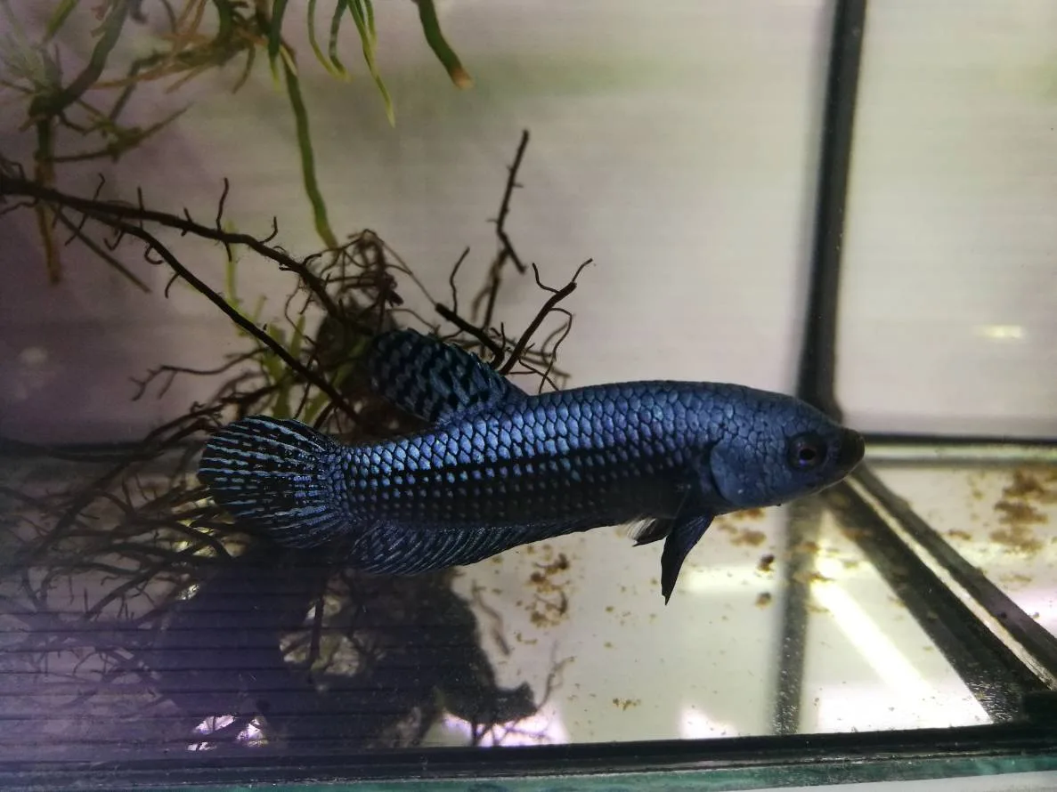 1 Pair Live Betta Fish Grey Alien Betta Steel Blue Alien Betta Premium Grade Male Female Wild media 7