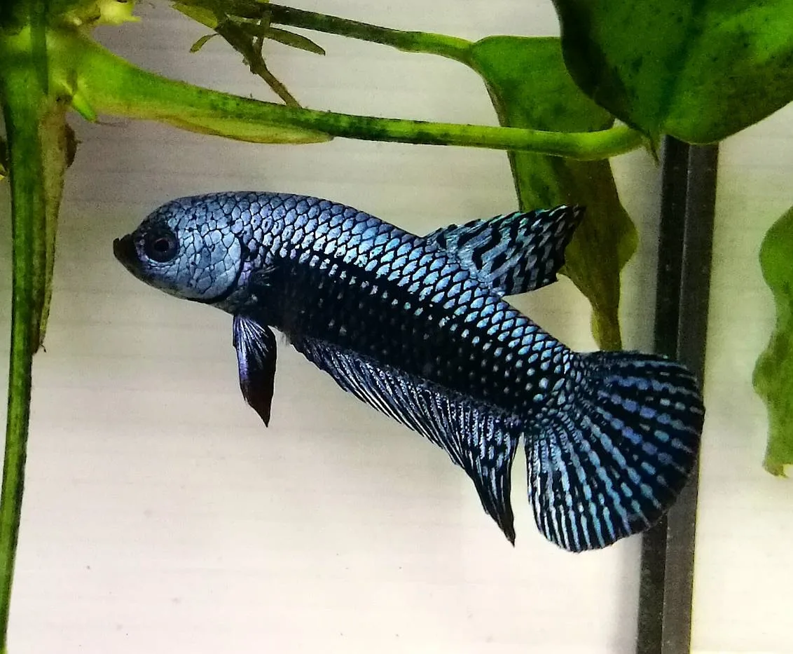 1 Pair Live Betta Fish Grey Alien Betta Steel Blue Alien Betta Premium Grade Male Female Wild media 6