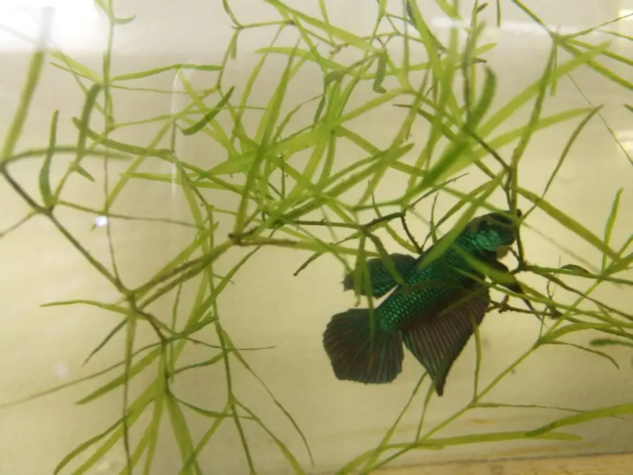 1 Pair Live Betta Fish Wild Betta Wild Siamese Fighting Fish Betta splendens Premium Grade Male Female Wild