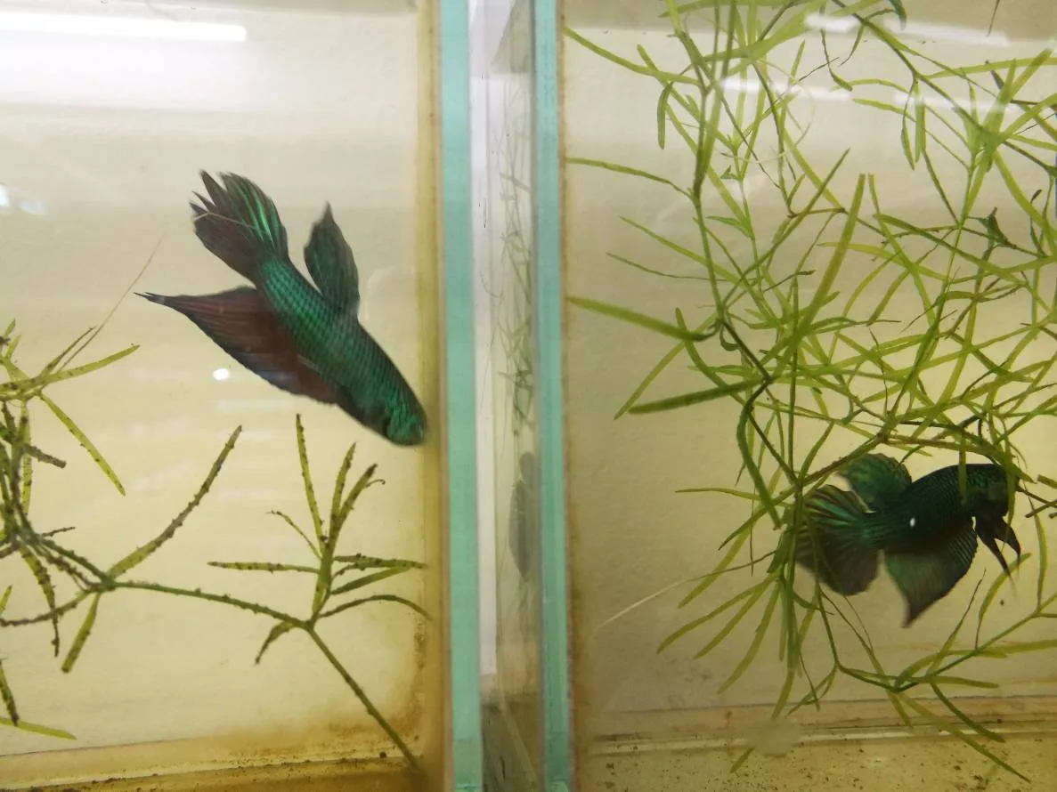 1 Pair Live Betta Fish Wild Betta Wild Siamese Fighting Fish Betta splendens Premium Grade Male Female Wild media 2