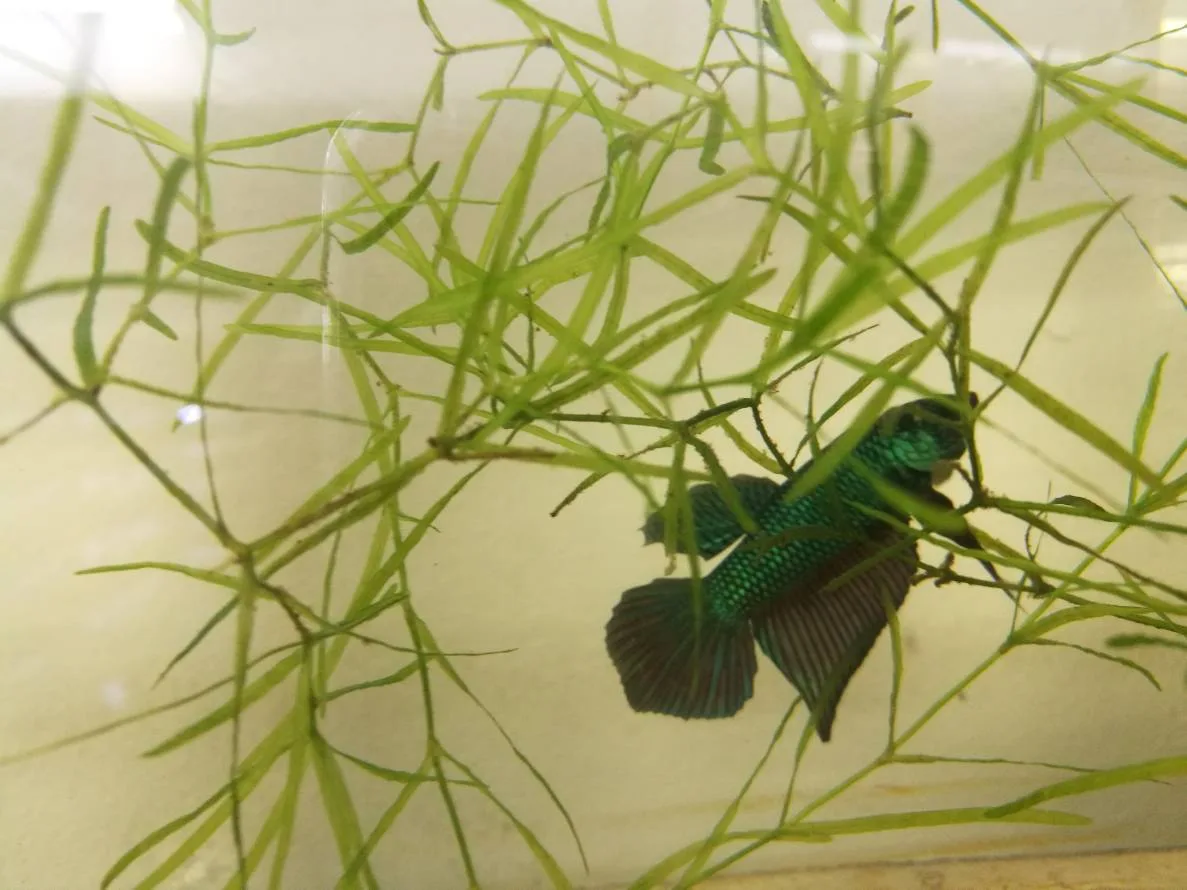 1 Pair Live Betta Fish Wild Betta Wild Siamese Fighting Fish Betta splendens Premium Grade Male Female Wild media 4