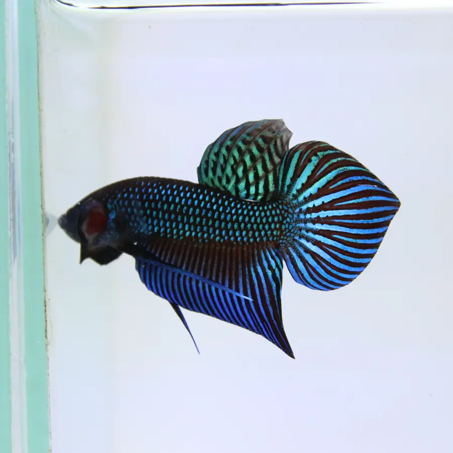 Betta Live Fighting Mahachai Male 19072026_0641_001_PM