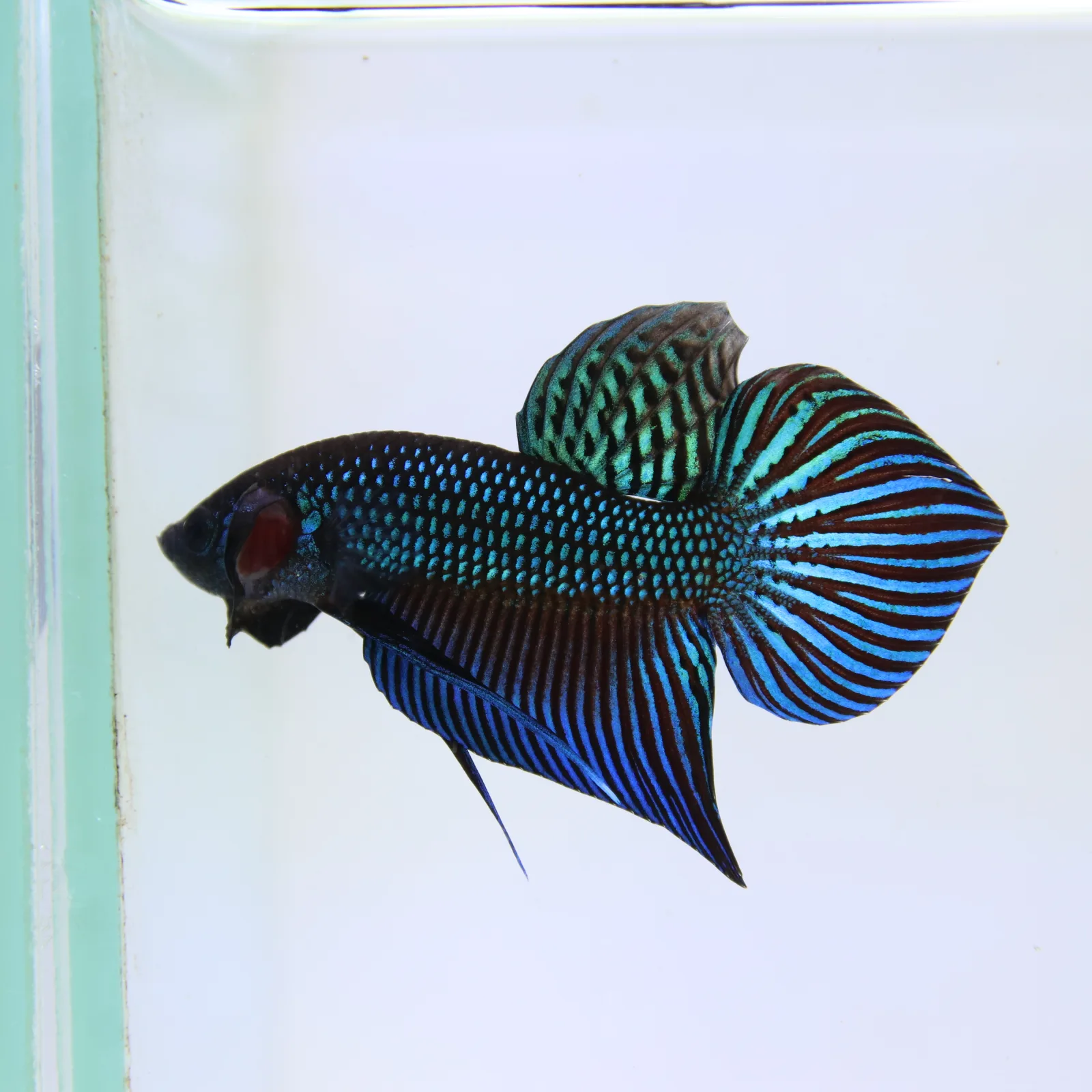 Betta Live Fighting Mahachai Male 19072026_0641_001_PM media 2