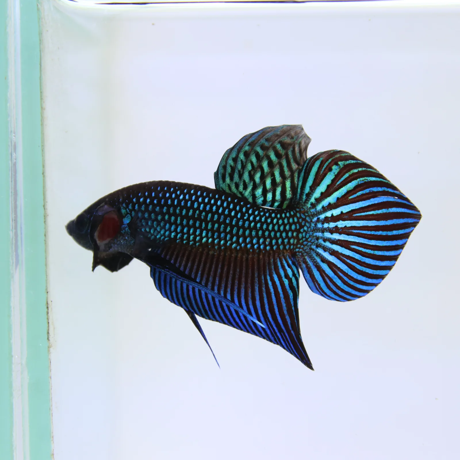 Betta Live Fighting Mahachai Male 19072026_0641_001_PM media 3