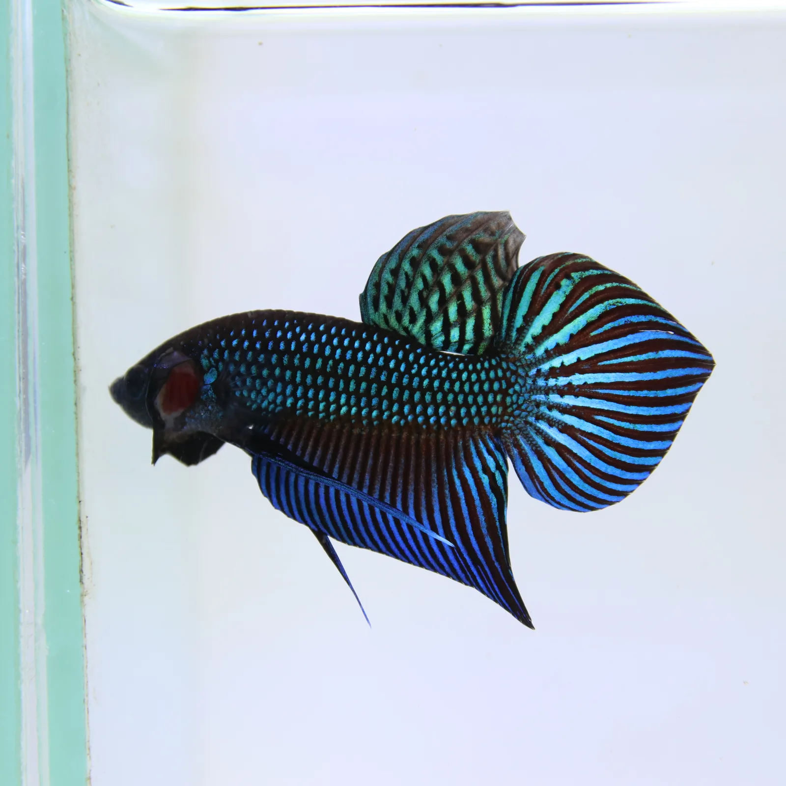 Betta Live Fighting Mahachai Male 19072026_0641_001_PM media 4