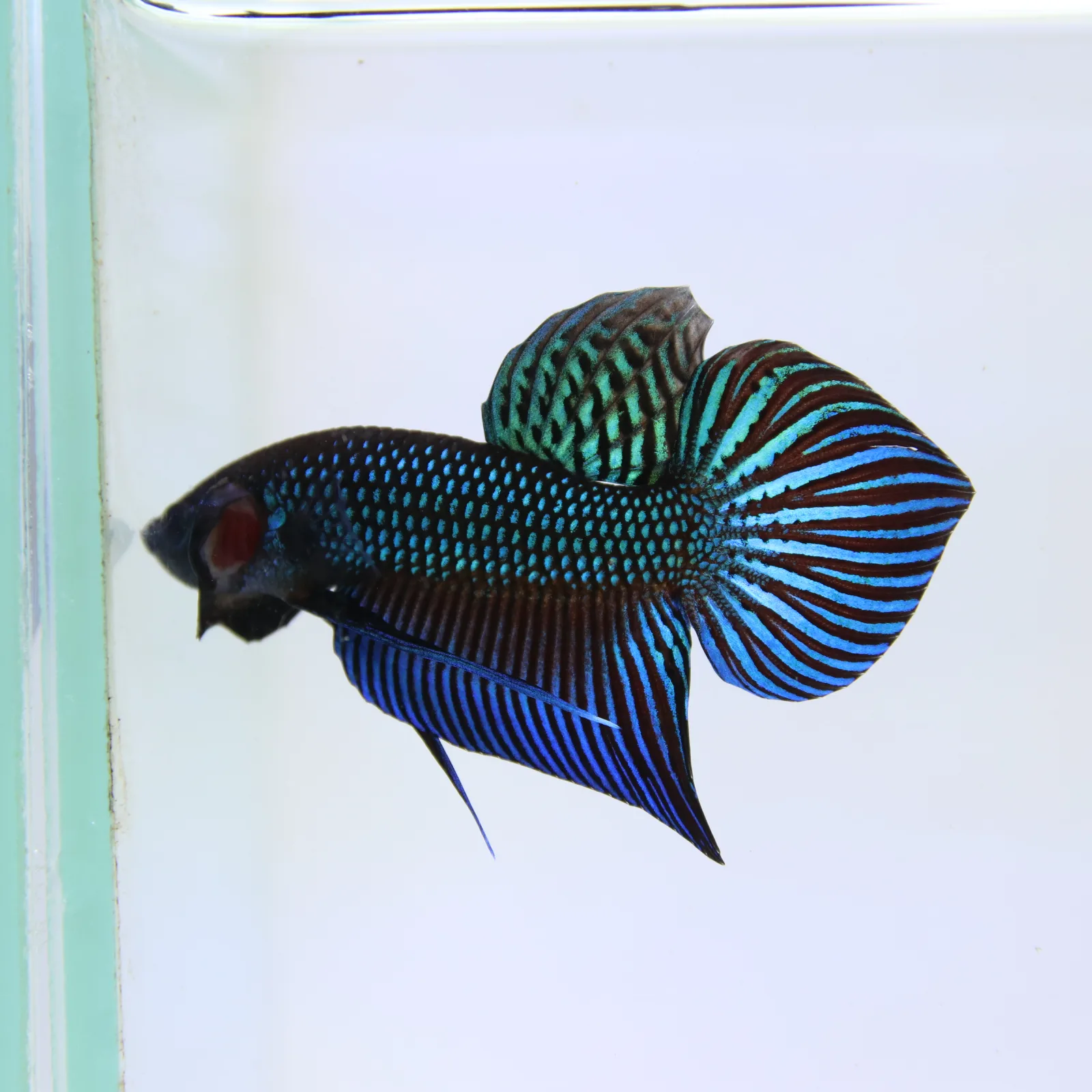 Betta Live Fighting Mahachai Male 19072026_0641_001_PM media 5