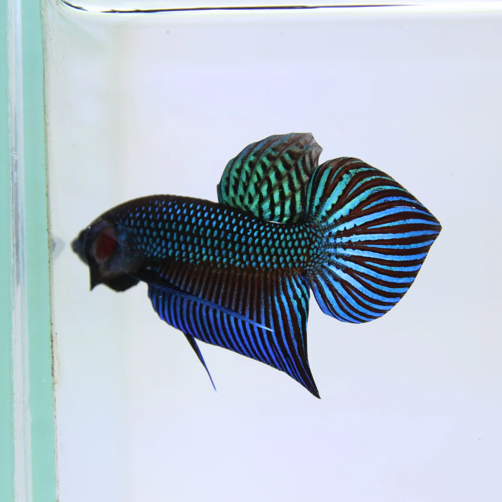 Betta Live Fighting Mahachai Male 19072026_0641_001_PM media 7