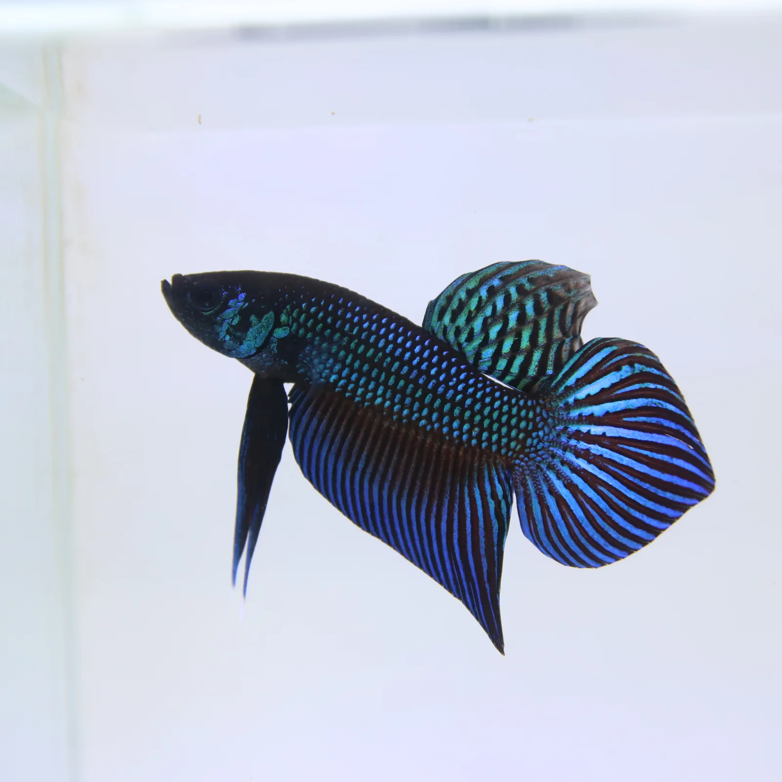 Betta Live Fighting Mahachai Male 19072026_0641_001_PM media 8