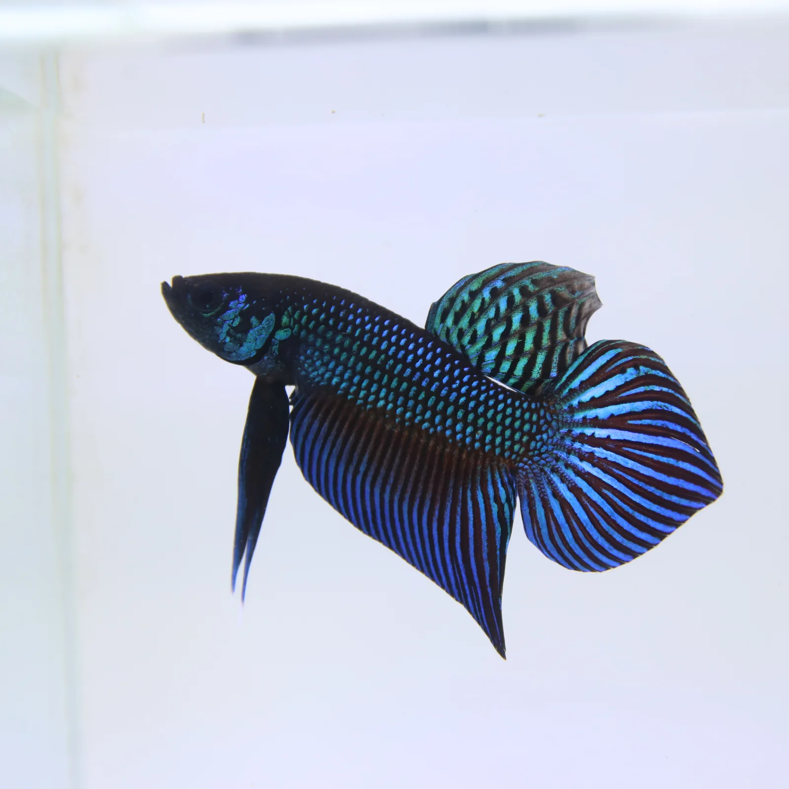 Betta Live Fighting Mahachai Male 19072026_0641_001_PM media 9