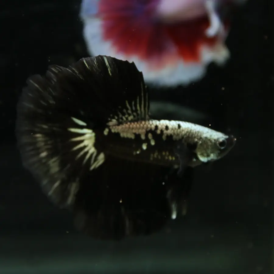 Betta Live Halfmoon Black Samurai Male