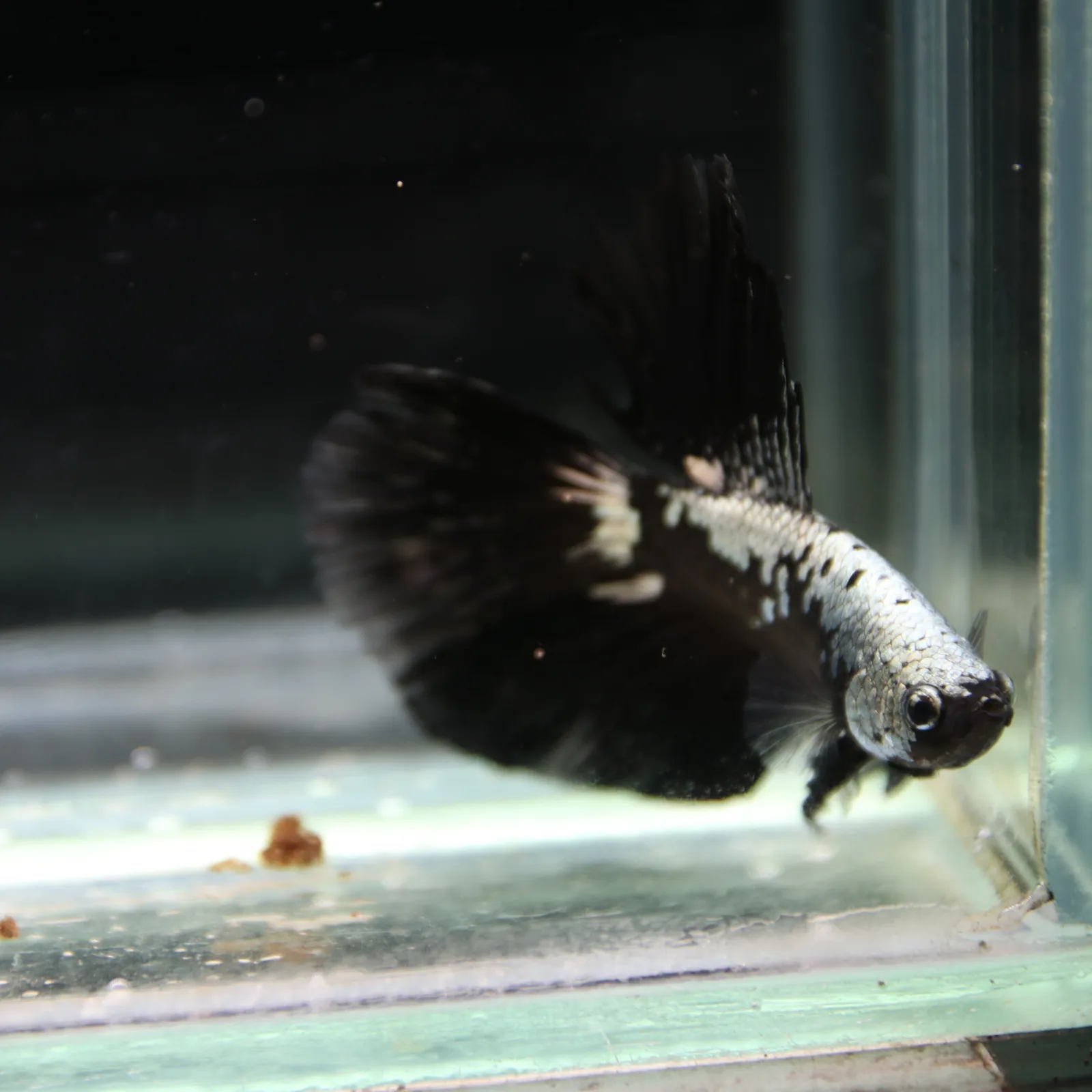 Betta Live Halfmoon Black Samurai Male media 2