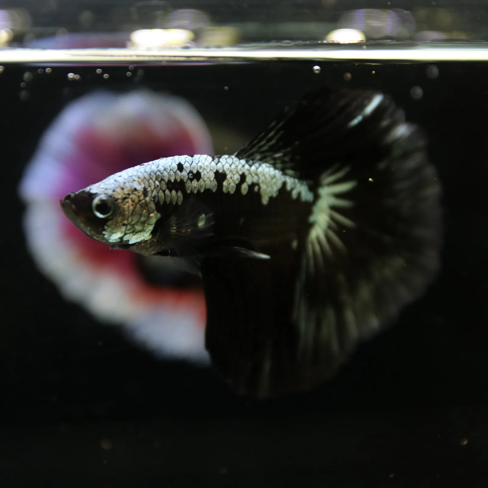 Betta Live Halfmoon Black Samurai Male media 3
