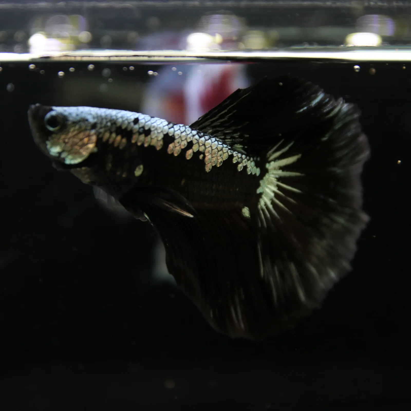 Betta Live Halfmoon Black Samurai Male media 4