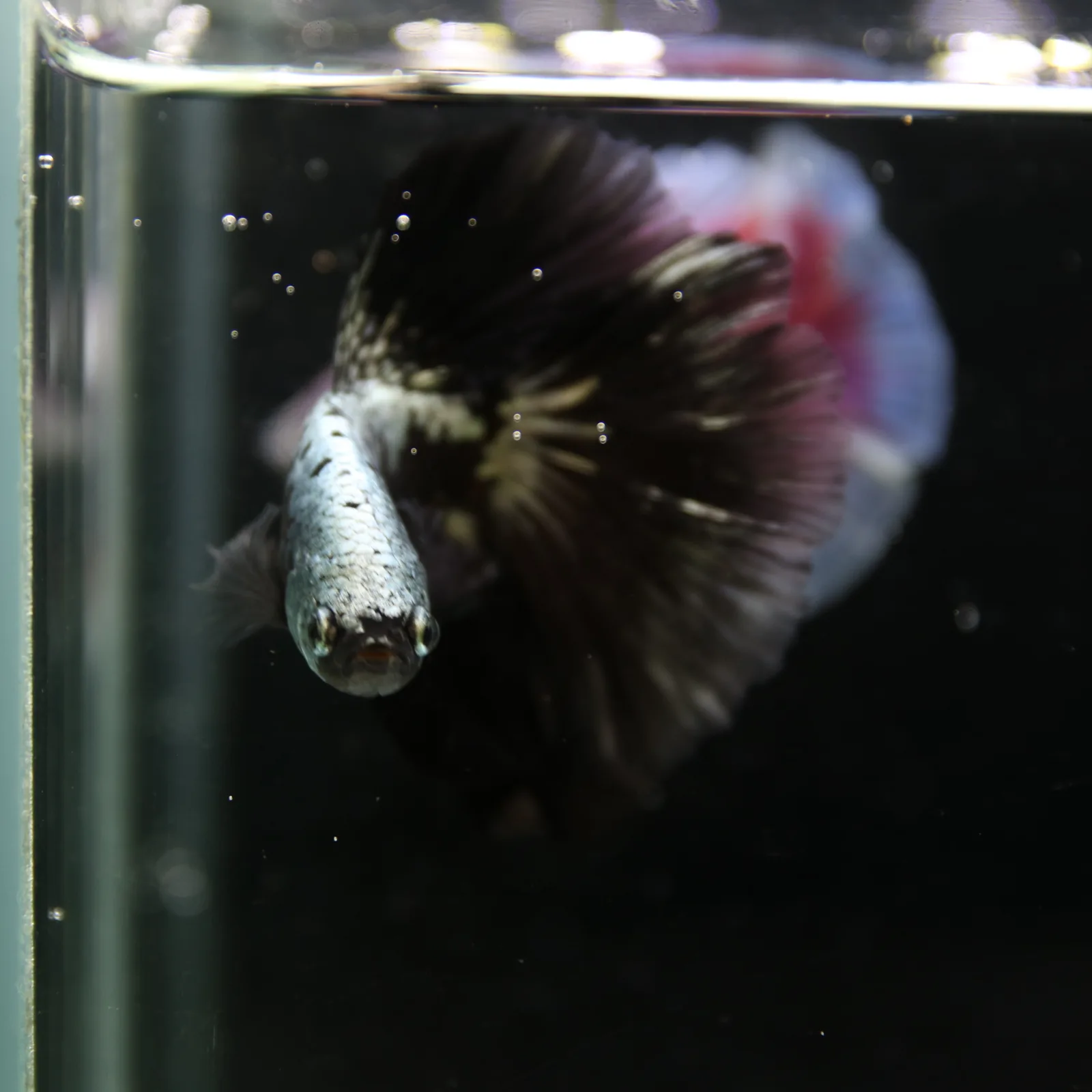 Betta Live Halfmoon Black Samurai Male media 5