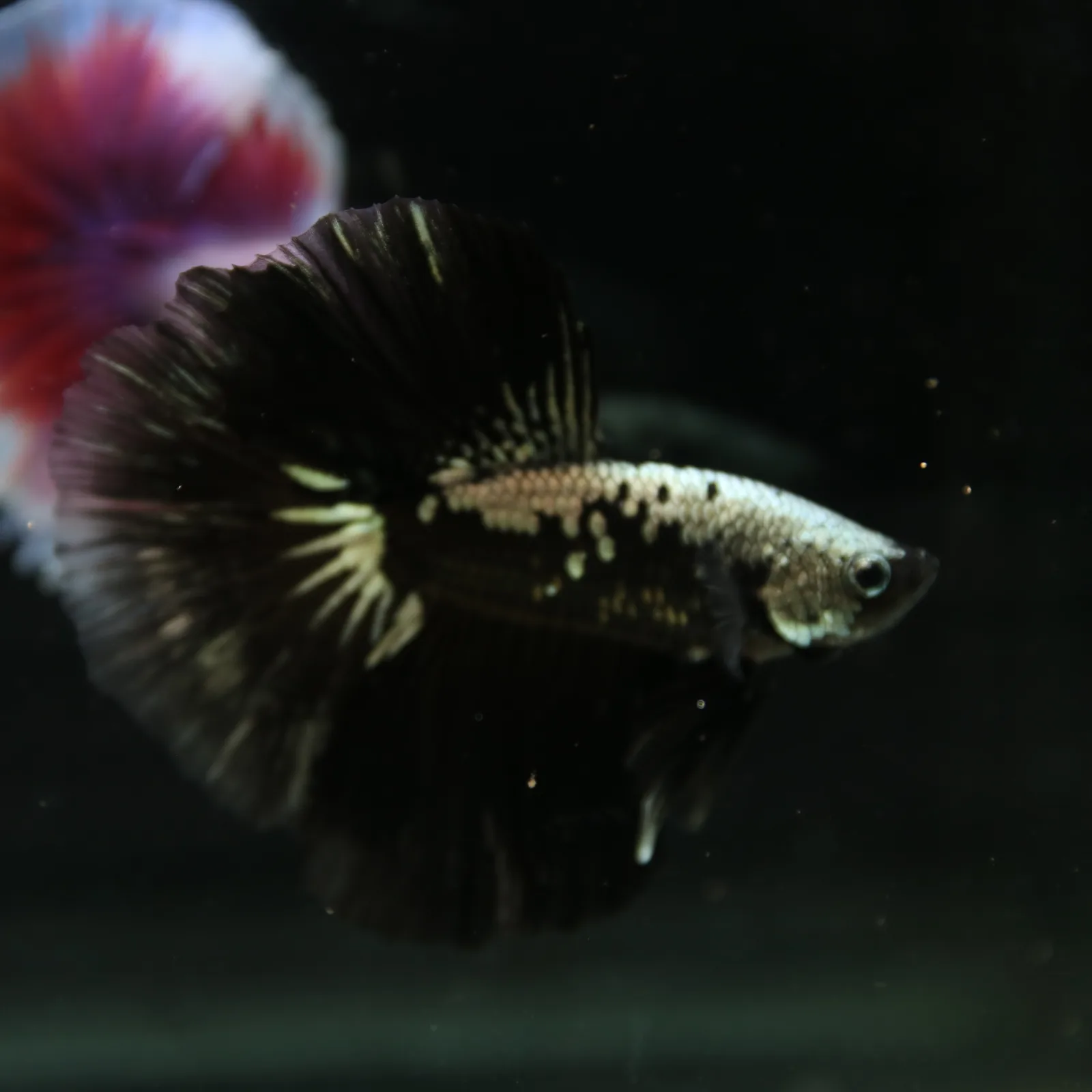 Betta Live Halfmoon Black Samurai Male media 6