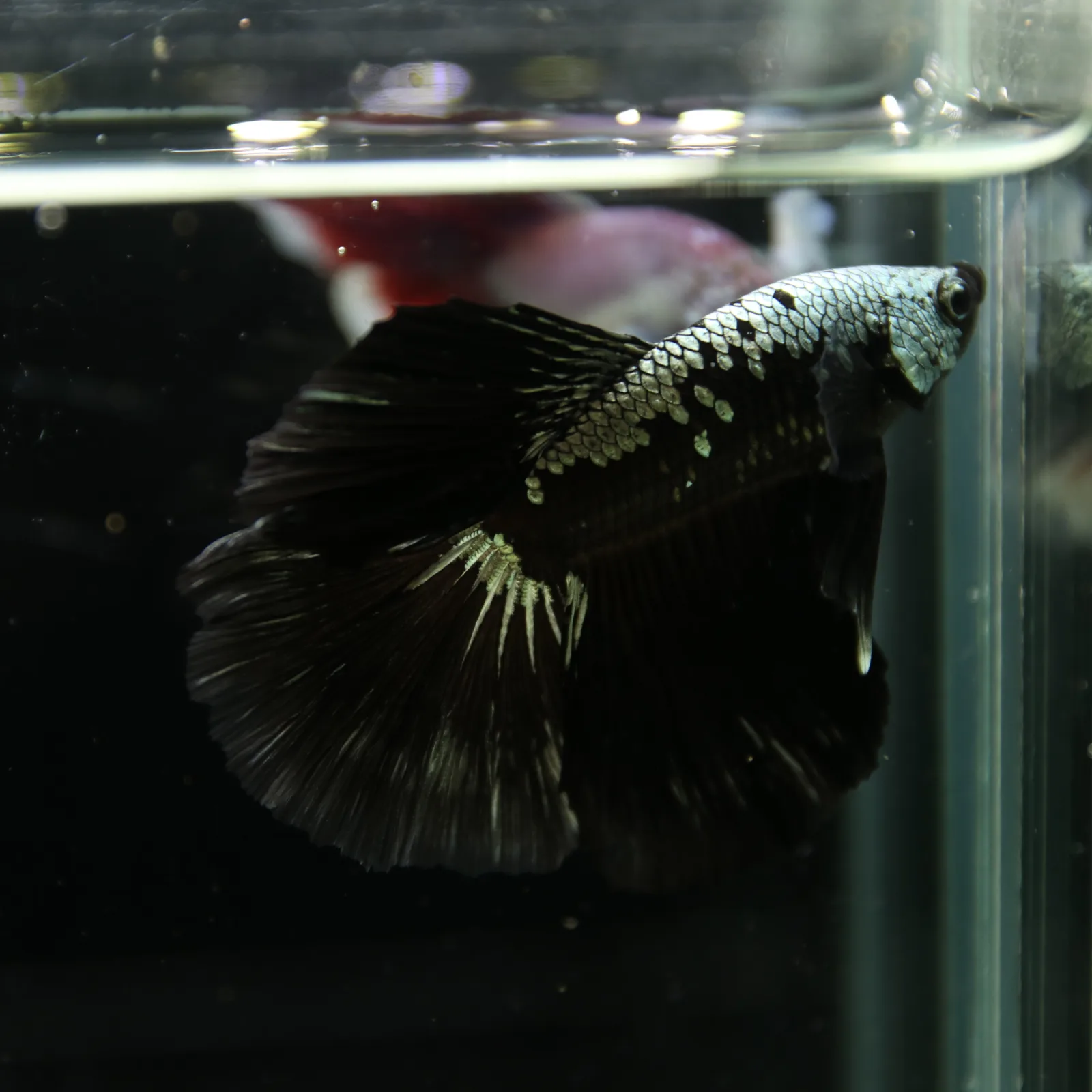 Betta Live Halfmoon Black Samurai Male media 10
