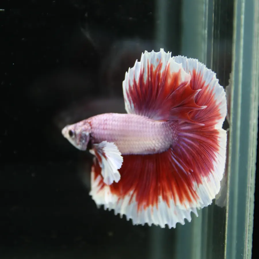 Premium Halfmoon Pink Lavender Betta Fish Male | Red White Butterfly Tail | Show Grade Live Betta