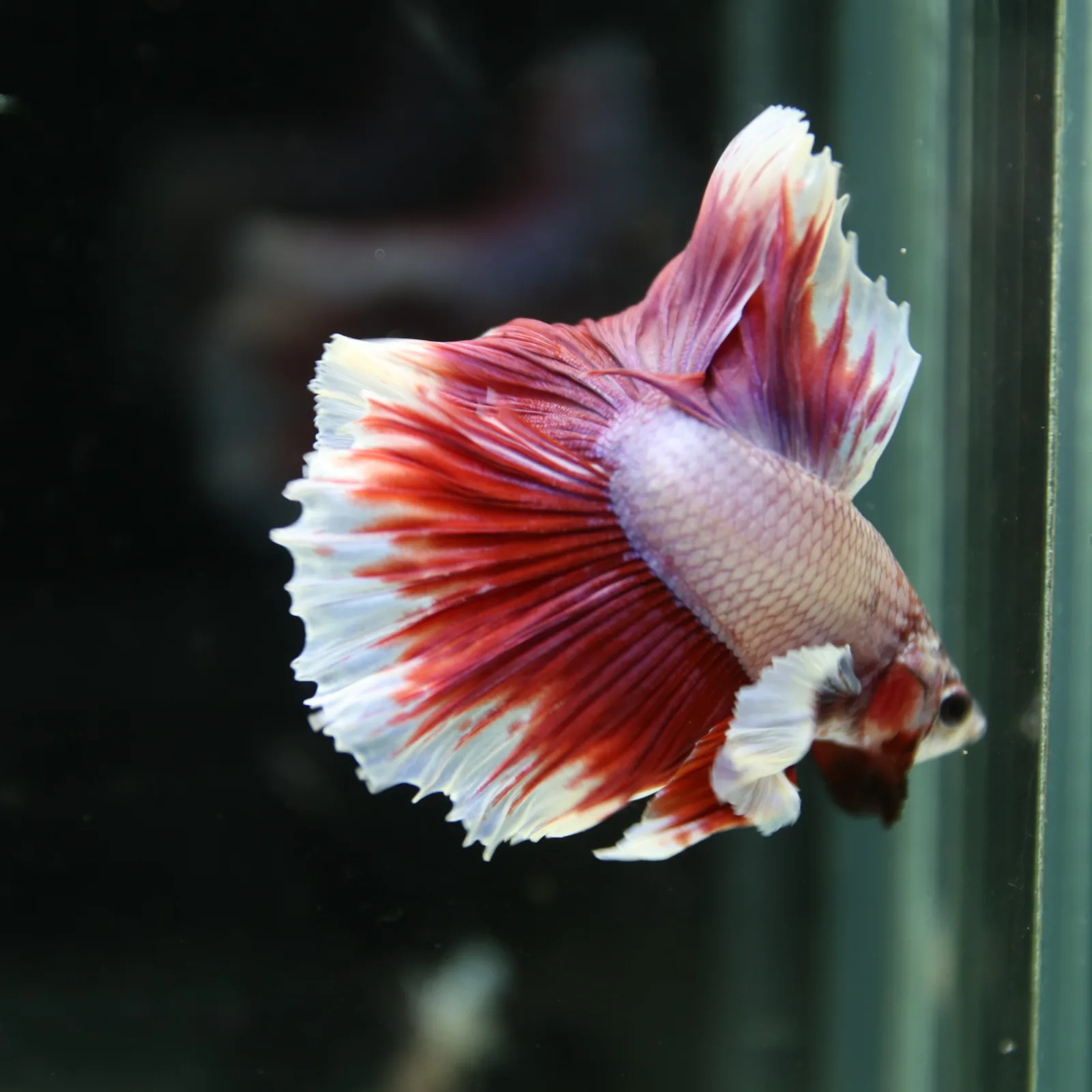 Premium Halfmoon Pink Lavender Betta Fish Male | Red White Butterfly Tail | Show Grade Live Betta media 2