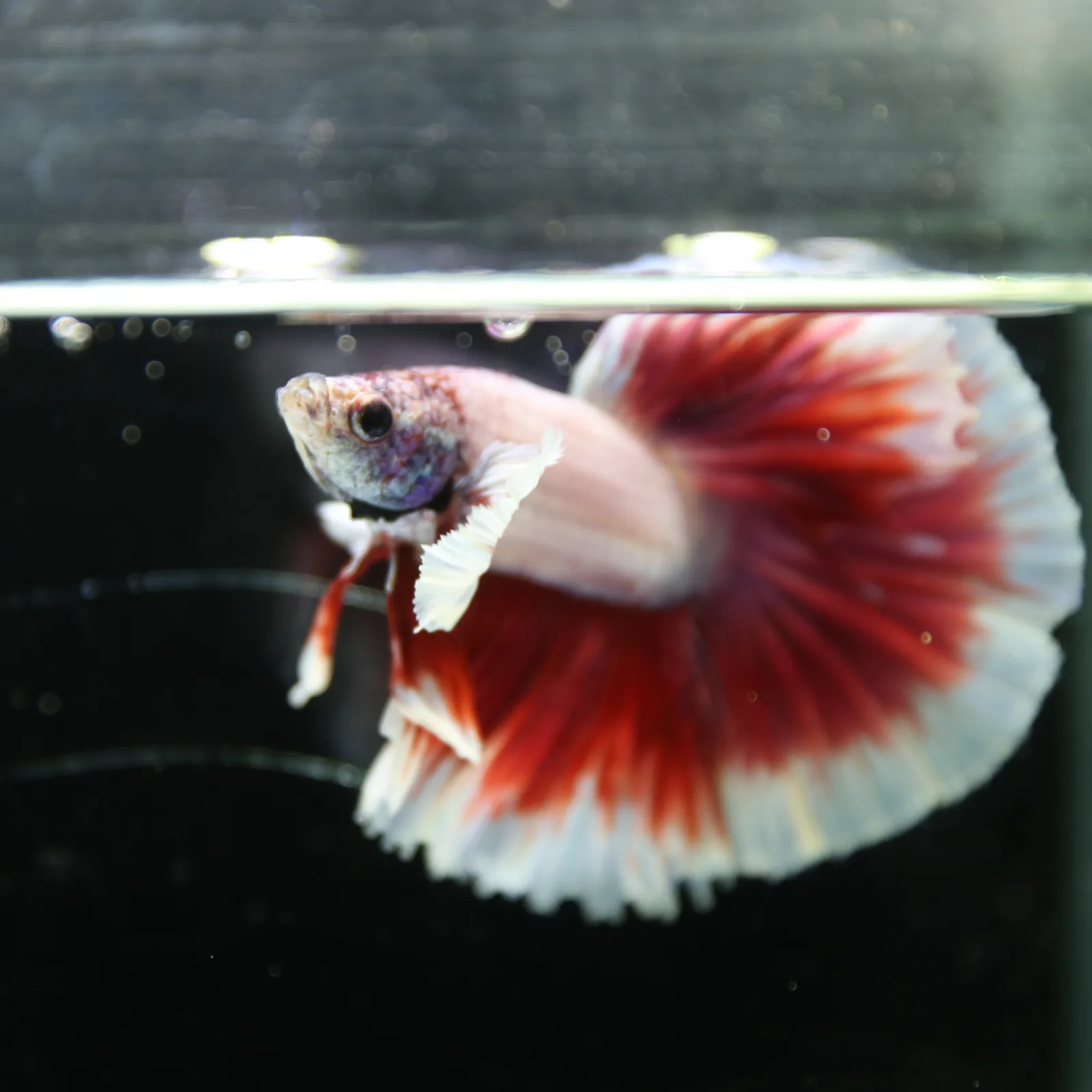 Premium Halfmoon Pink Lavender Betta Fish Male | Red White Butterfly Tail | Show Grade Live Betta media 3