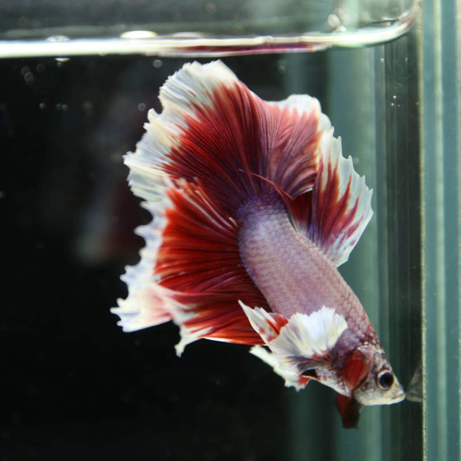 Premium Halfmoon Pink Lavender Betta Fish Male | Red White Butterfly Tail | Show Grade Live Betta media 4
