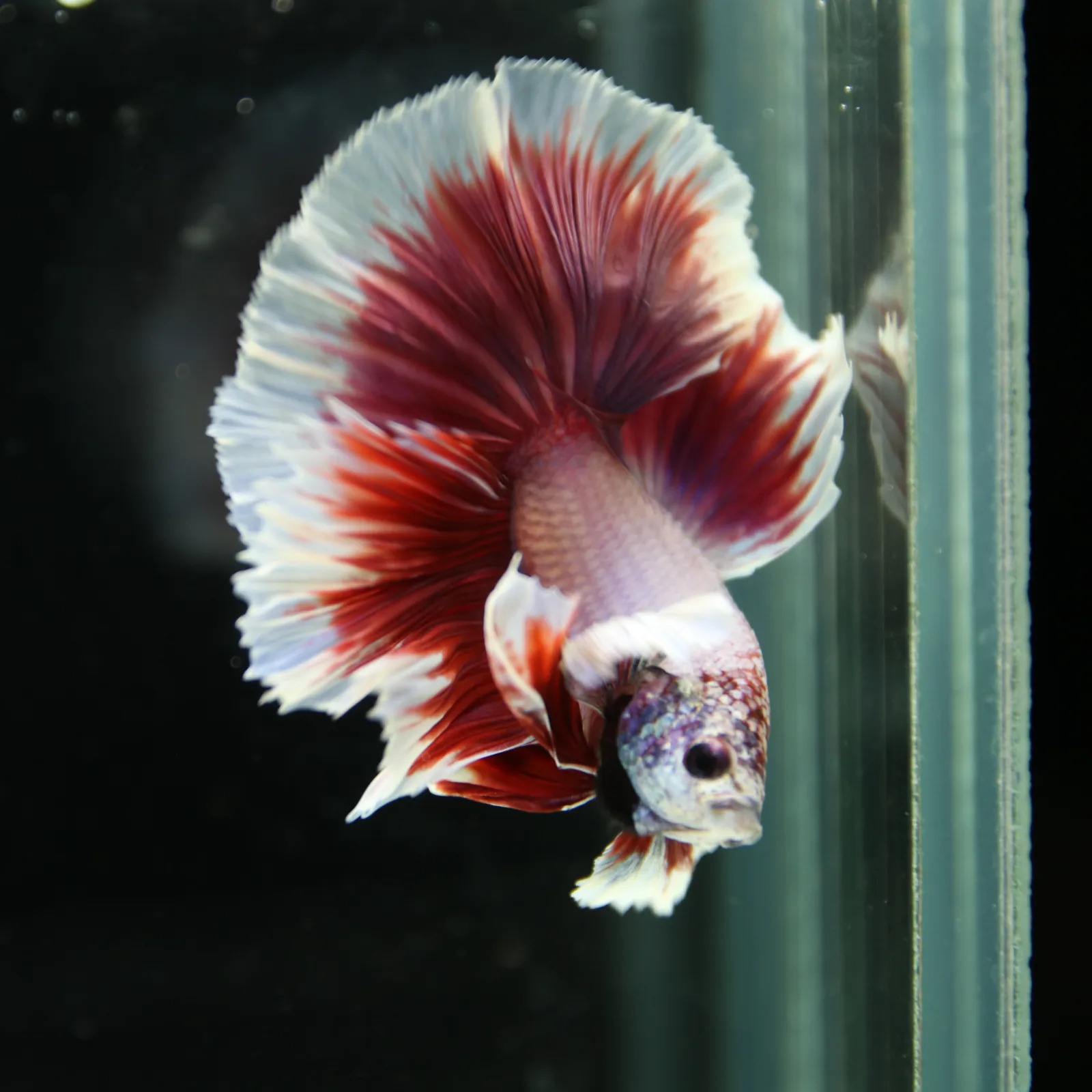 Premium Halfmoon Pink Lavender Betta Fish Male | Red White Butterfly Tail | Show Grade Live Betta media 5