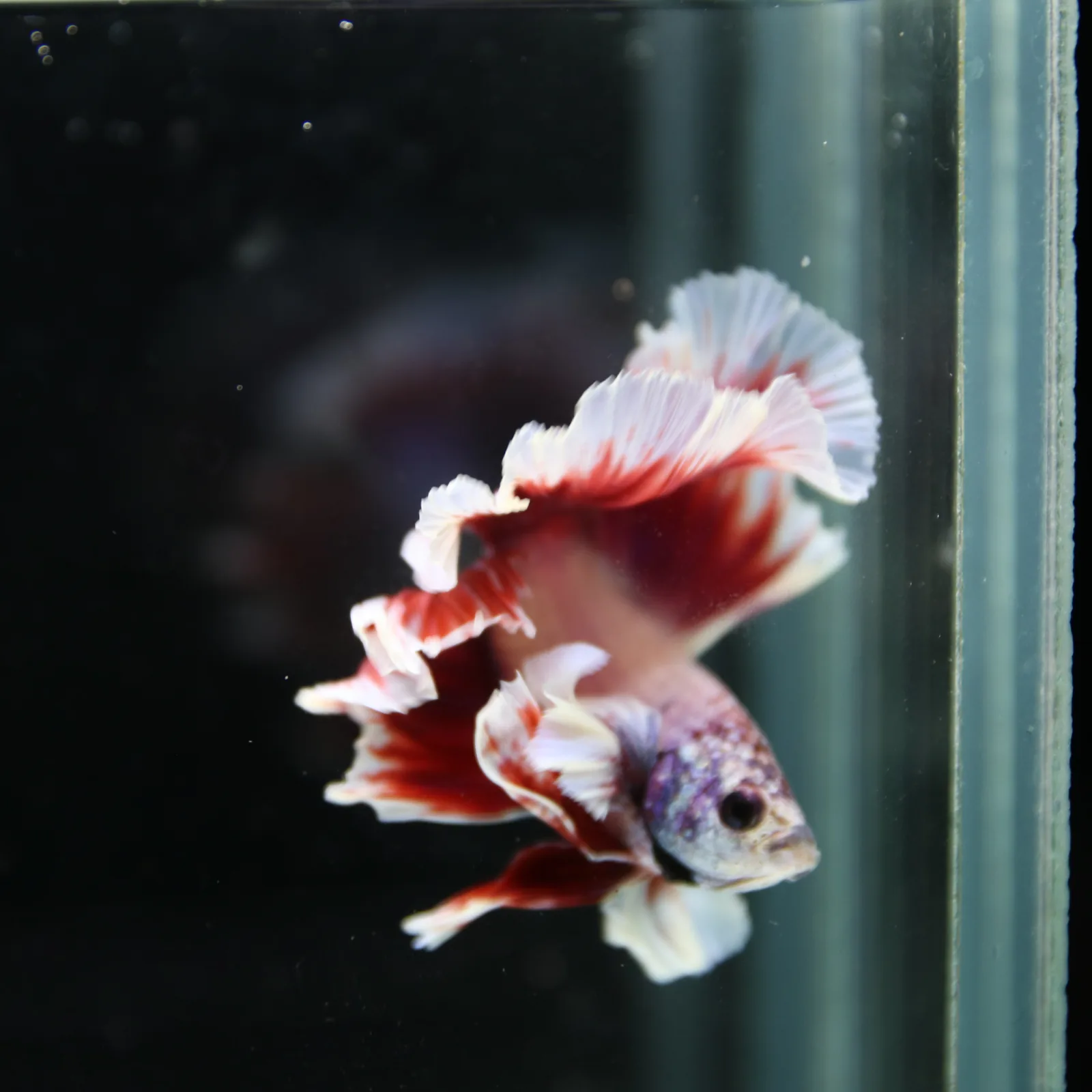 Premium Halfmoon Pink Lavender Betta Fish Male | Red White Butterfly Tail | Show Grade Live Betta media 6