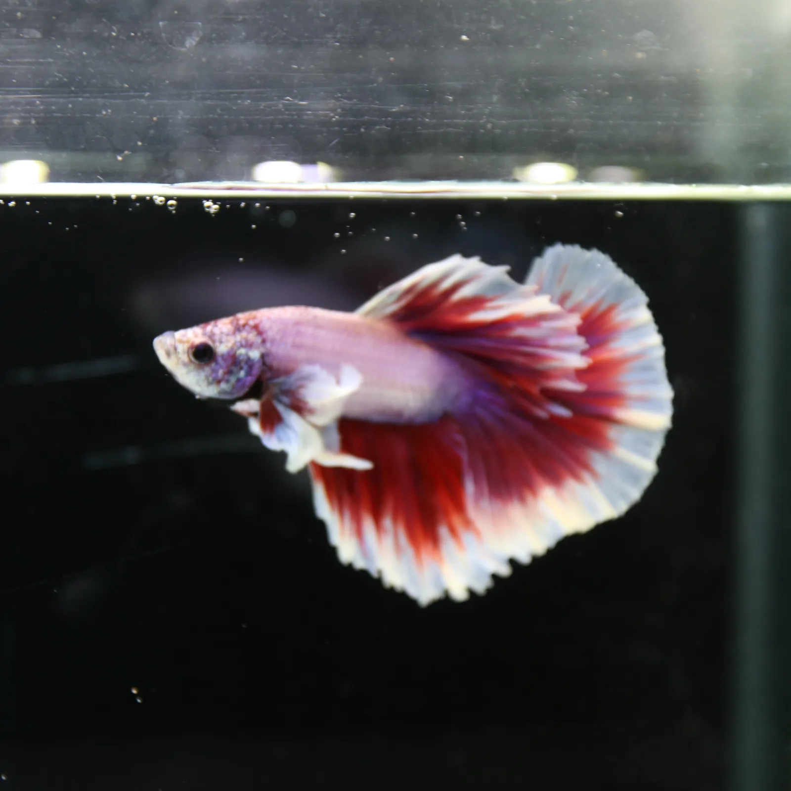 Premium Halfmoon Pink Lavender Betta Fish Male | Red White Butterfly Tail | Show Grade Live Betta media 8