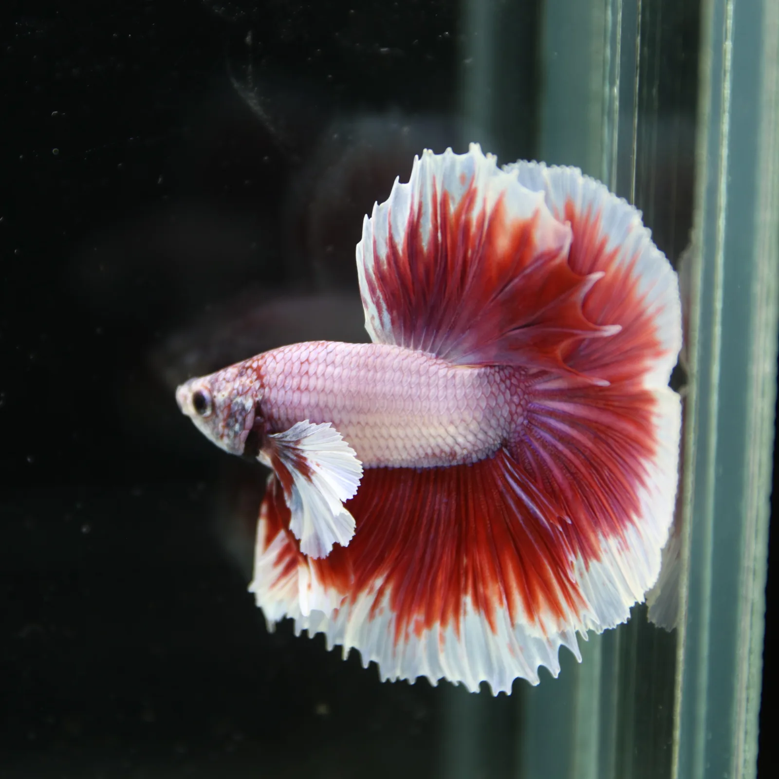 Premium Halfmoon Pink Lavender Betta Fish Male | Red White Butterfly Tail | Show Grade Live Betta media 13
