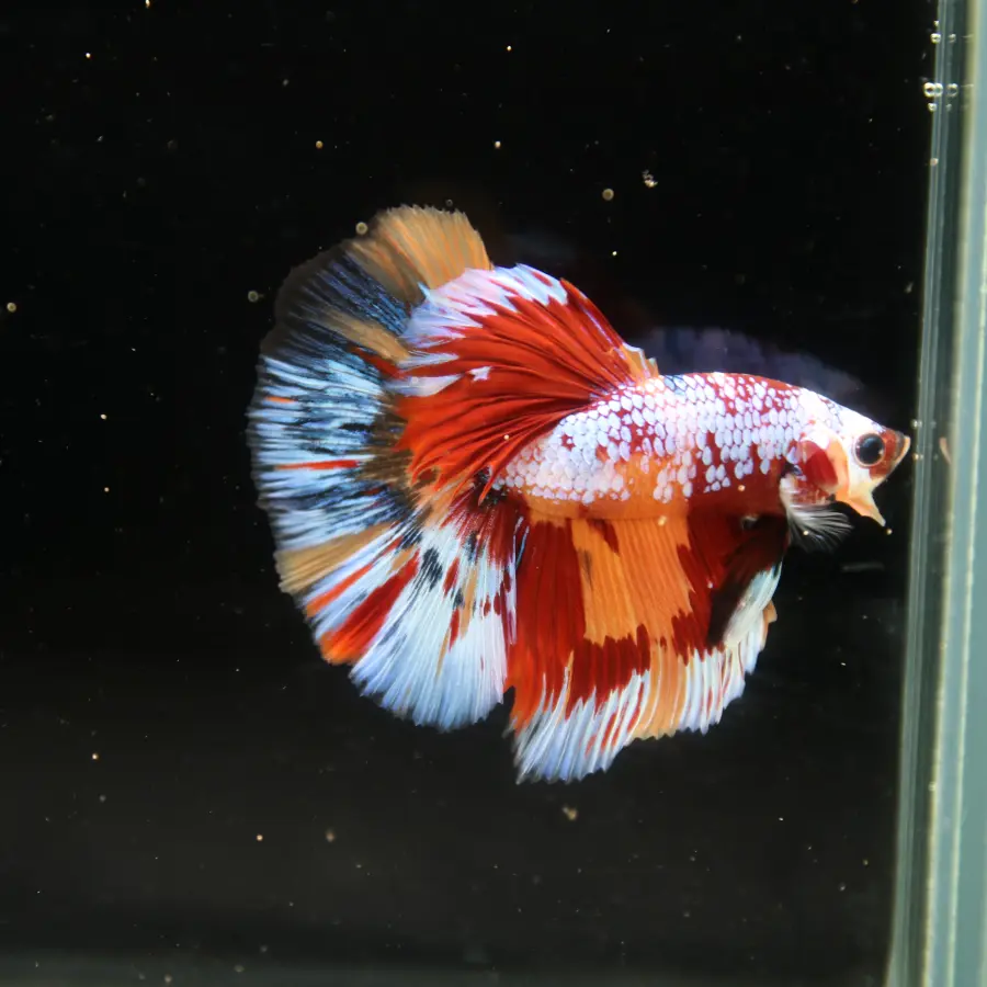 Halfmoon Non Metallic Multicolor Betta Fish Male | Premium Marble Live Betta Show Grade