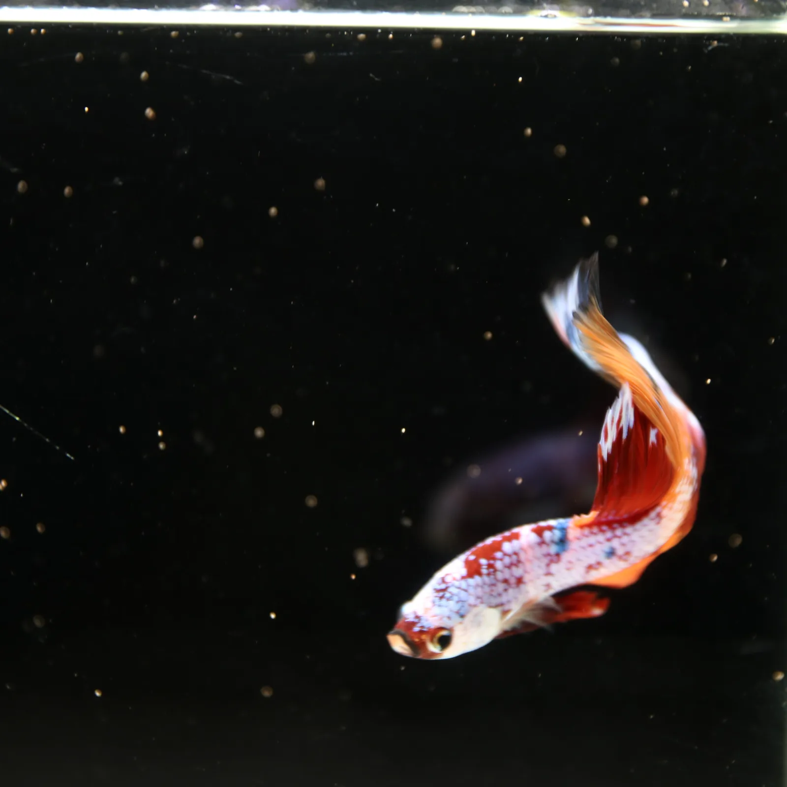 Halfmoon Non Metallic Multicolor Betta Fish Male | Premium Marble Live Betta Show Grade media 6