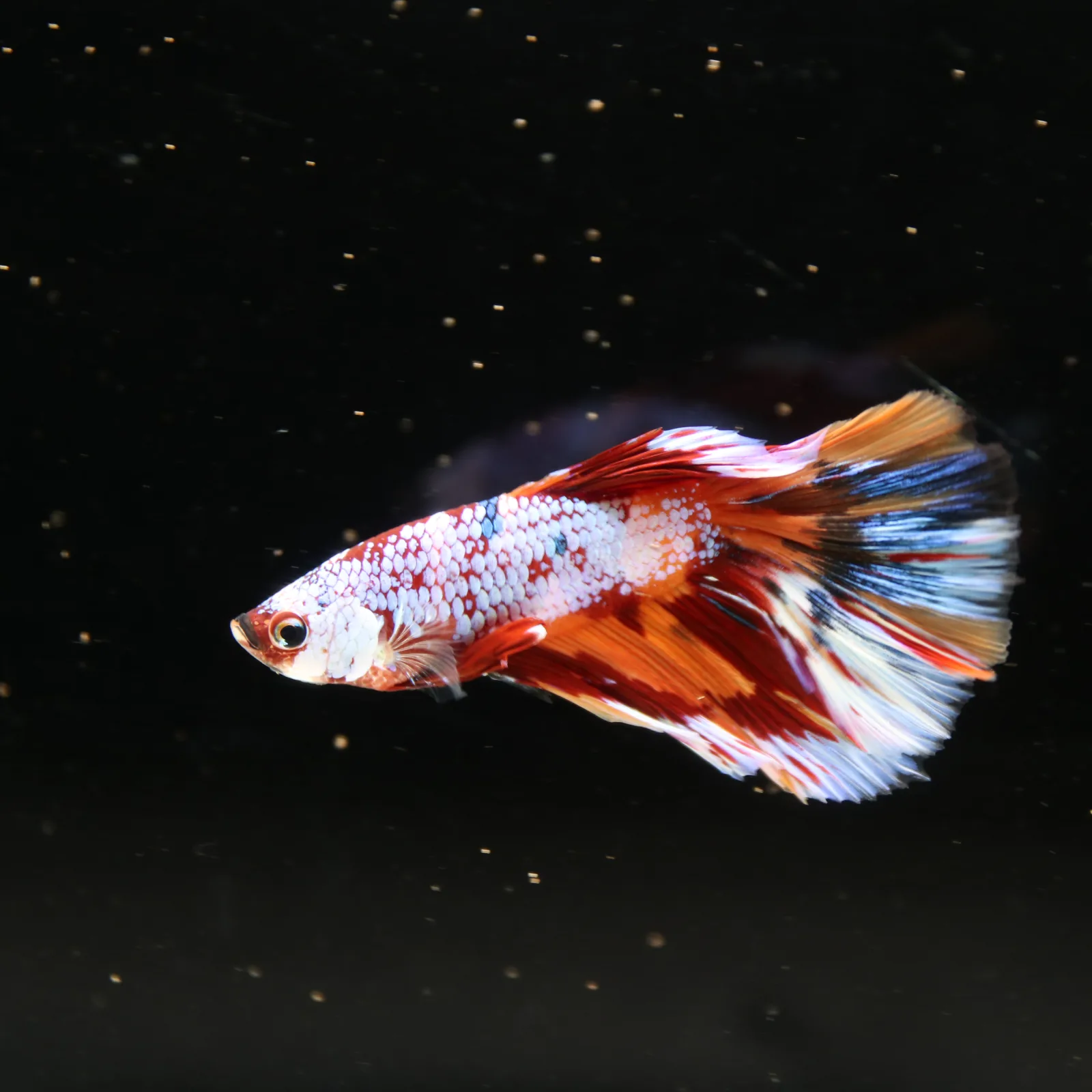 Halfmoon Non Metallic Multicolor Betta Fish Male | Premium Marble Live Betta Show Grade media 7