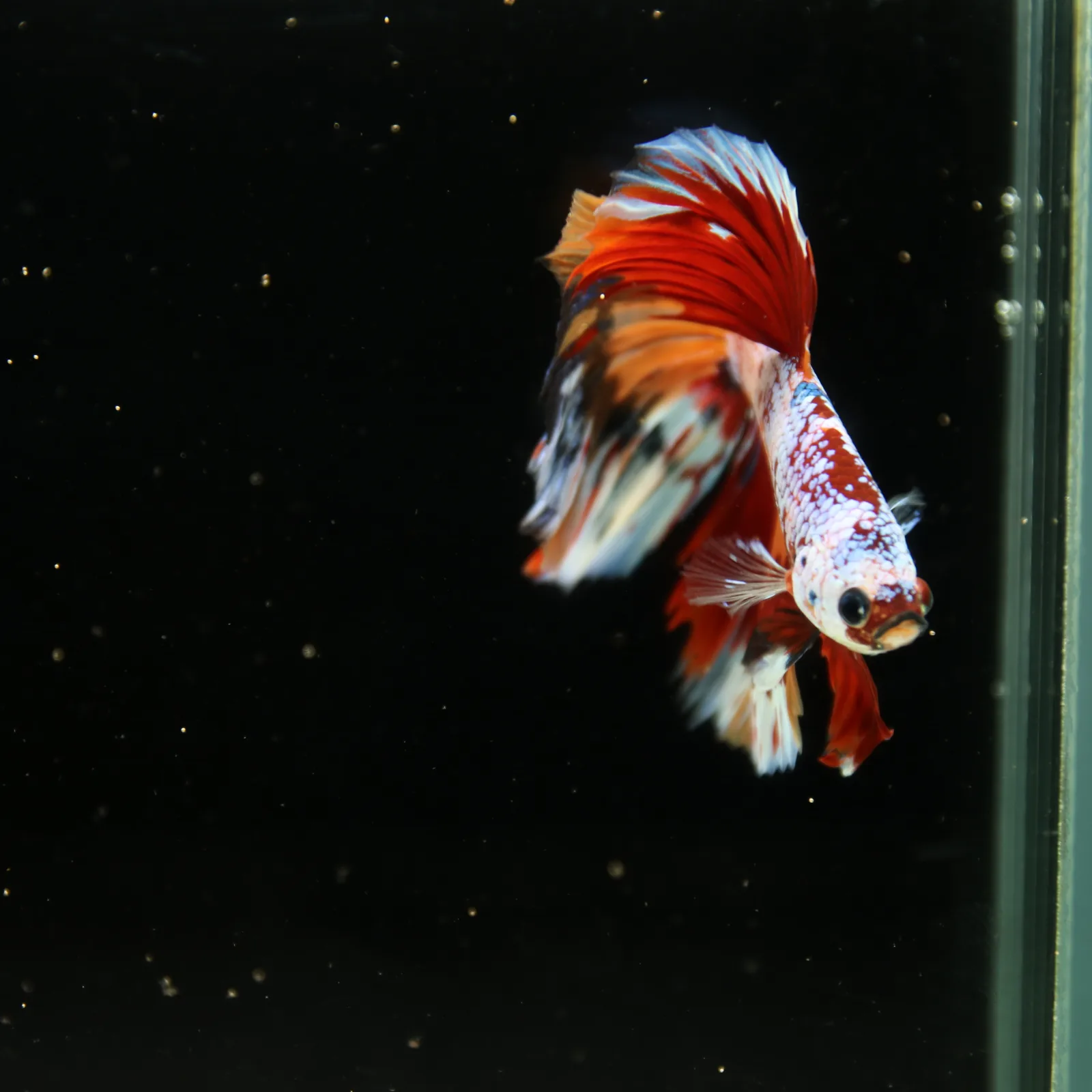 Halfmoon Non Metallic Multicolor Betta Fish Male | Premium Marble Live Betta Show Grade media 10
