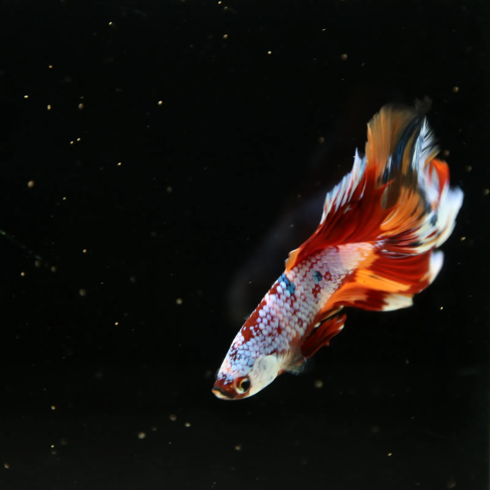 Halfmoon Non Metallic Multicolor Betta Fish Male | Premium Marble Live Betta Show Grade media 12